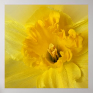 Póster daffodilo amarelo