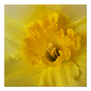 Póster daffodilo amarelo