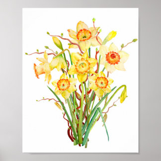 Póster Daffodilo de primavera de aquarelas