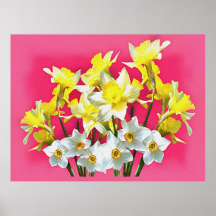 Poster Daffodilos Amarelos E Narcissi Branco Viva Magenta