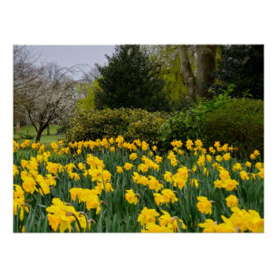 Póster Daffodils
