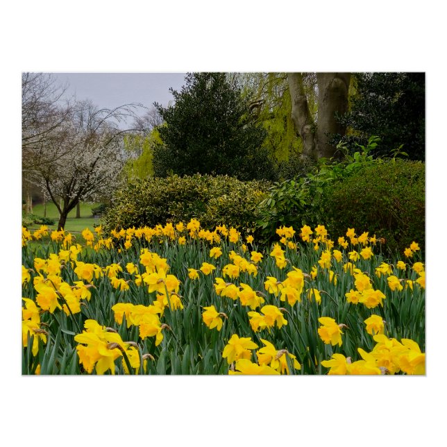 Póster Daffodils (Frente)