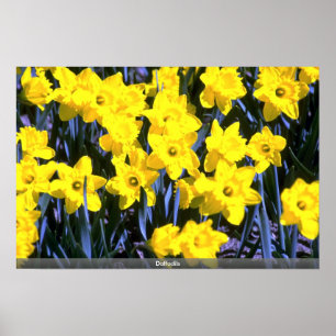 Poster Daffodils