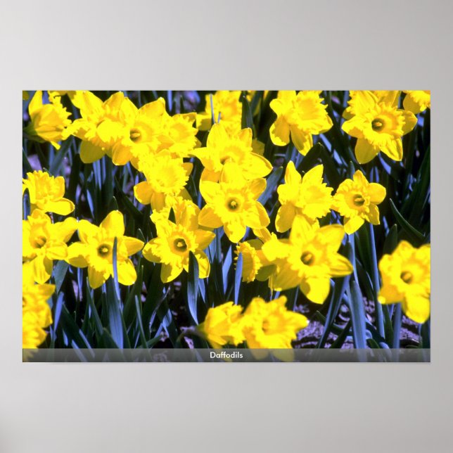 Poster Daffodils (Frente)