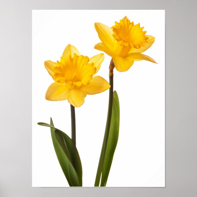 Póster Daffodils Amarelos em branco - Vazio de Flor Daffo (Frente)