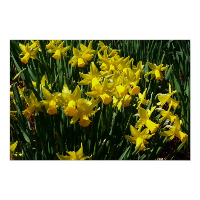 Póster Daffodils Amarelos I Flores De Mola Cheery (Frente)