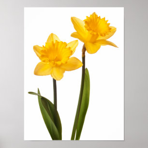 Póster Daffodils amarelos no branco - vazio da flor do