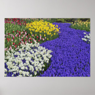 Póster Daffodils e Grape Hyacinth, Keukenhof 2