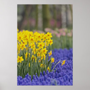 Póster Daffodils e Hyacinth de Uva, Keukenhof