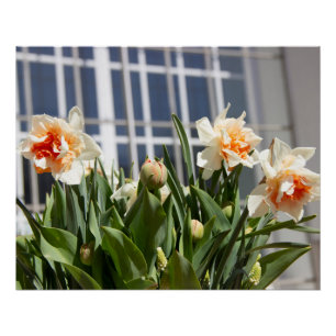 Póster Daffodils fodils fodils primavera