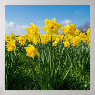 Poster Daffodils in Bloom