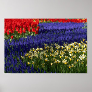 Póster Daffodils, jacinto e tulipas
