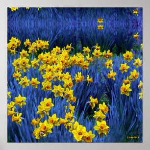Póster Daffodils Refletindo