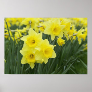 Poster Daffodils RF)
