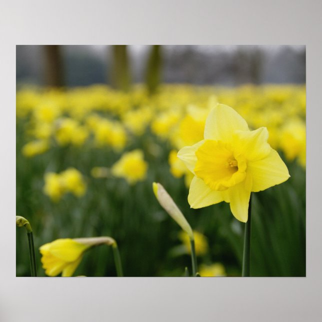 Póster Daffodils (RF) (Frente)