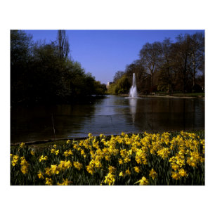 Póster Daffodils Rua James's Park London