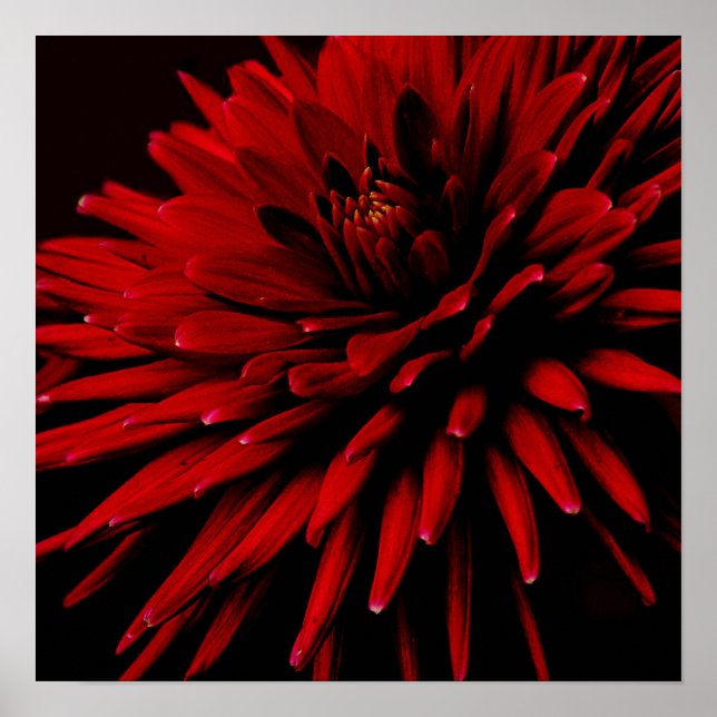 Poster dahlia (Frente)