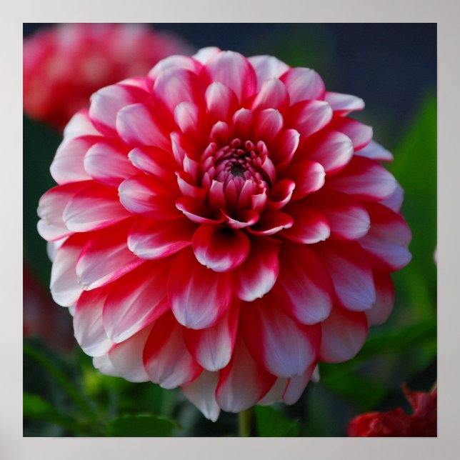 Poster Dahlia (Frente)
