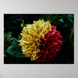 Póster Dahlia