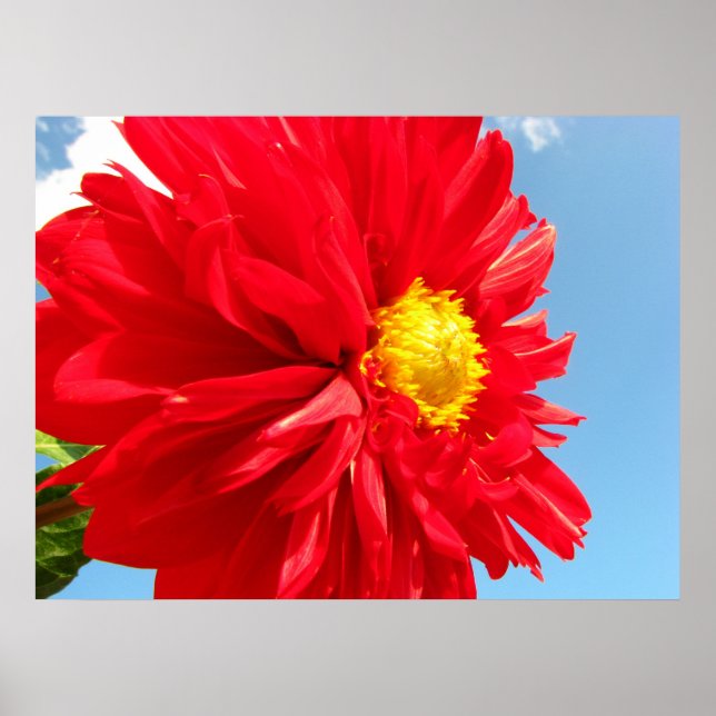 Póster dahlia (Frente)