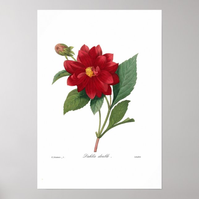 Poster Dahlia (Frente)