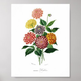 Poster Dahlia Botânica Ilustração Vintage Wall Art