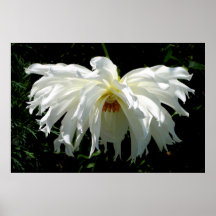 Dahlia Branca