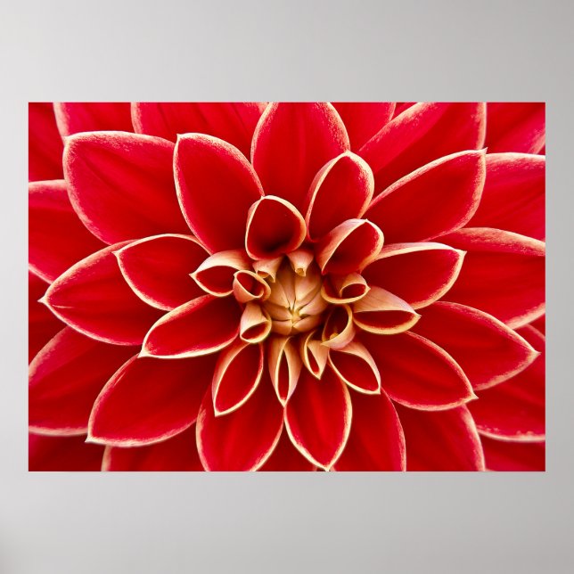 Póster Dahlia Closeup (Frente)