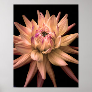 Póster Dahlia Corona Cream