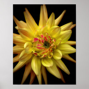 Poster Dahlia Corona Yellow