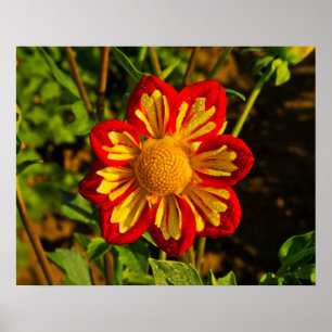 Póster Dahlia, dahlia fazenda, Canby, Oregon EUA 1