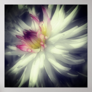 Poster Dahlia Flor Preto E Cor Parcial Branca 