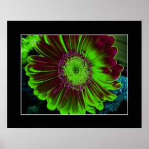 Poster Dahlia Flower Abstrato Fotografia Verde