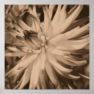 Poster Dahlia Flower Close Up In Sepia
