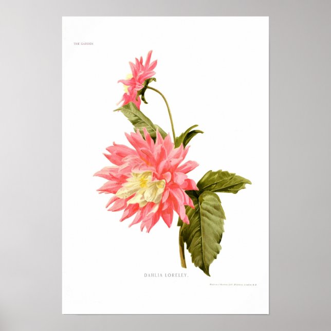 Póster Dahlia 'Loreley' (Frente)
