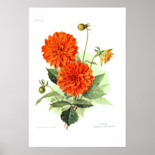 Póster Dahlia 'Orange Fire King'