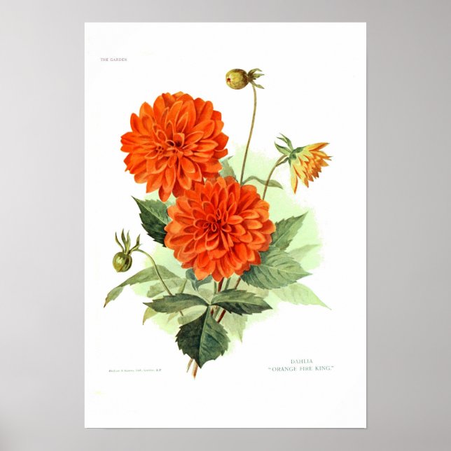 Póster Dahlia 'Orange Fire King' (Frente)