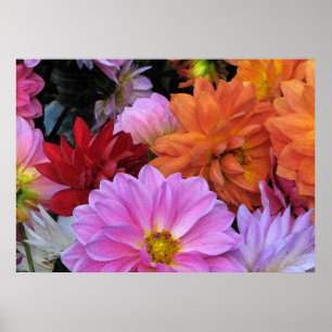 Póster Dahlia Petals