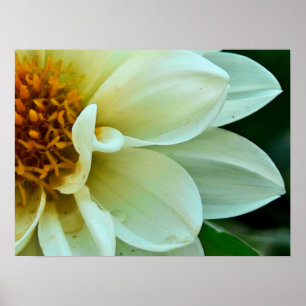 Póster Dahlia Petals