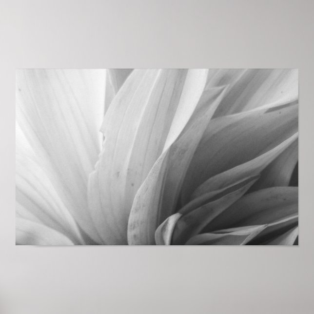 Póster Dahlia Petals Black and White (Frente)