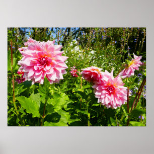 Poster Dahlias cor-de-rosa (Thrill de Otto)