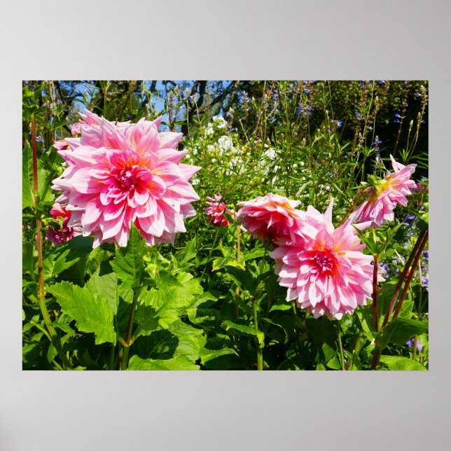 Poster Dahlias cor-de-rosa (Thrill de Otto) (Frente)