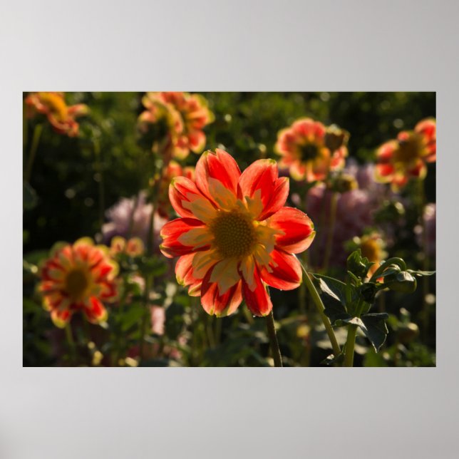 Póster Dahlias, dahlia fazenda, Canby, Oregon, EUA 2 (Frente)