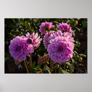 Póster Dahlias, dahlia fazenda, Canby, Oregon EUA 5