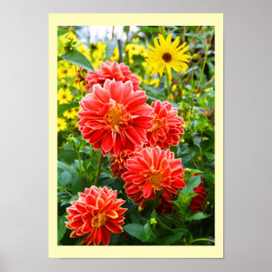 Poster Dahlias floral vermelho