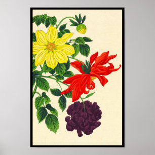 Póster Dahlias orientais japonesas flores Nishimura Hodo