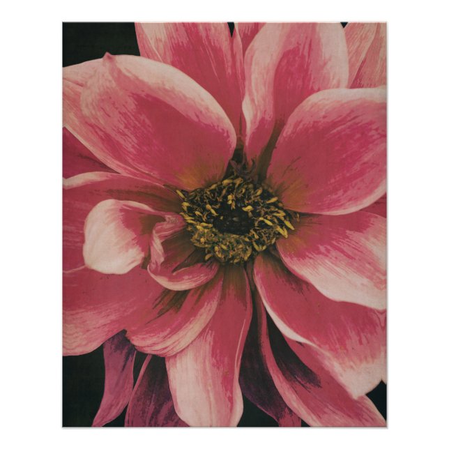 Póster Dahlie (Frente)