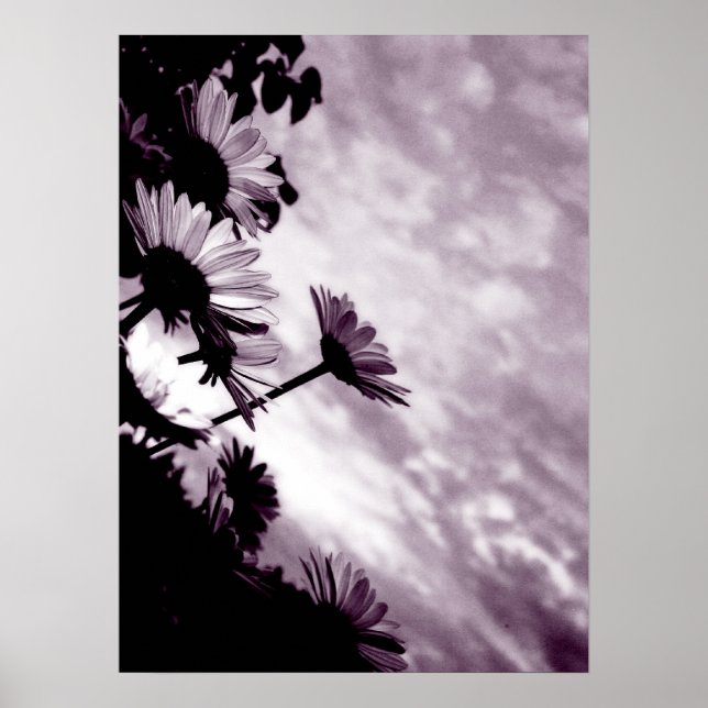 Poster Daisies (Frente)