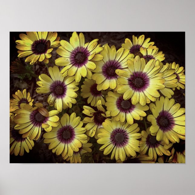 Poster - Daisies (Frente)