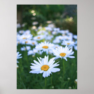 Poster Daisies